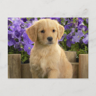 Yellow Labrador Puppy Postcard