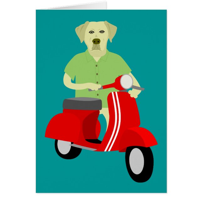 Yellow Labrador Retriever  (Front)