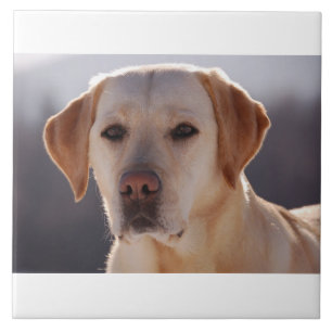 yellow labrador retriever ceramic tile