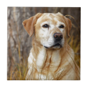 yellow labrador retriever ceramic tile