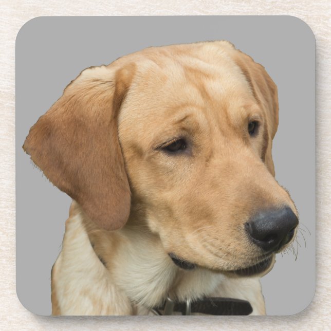 Yellow Labrador Retriever Coaster (Front)
