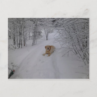 Yellow Labrador Retriever Lying in Fresh Winter Sn Postcard