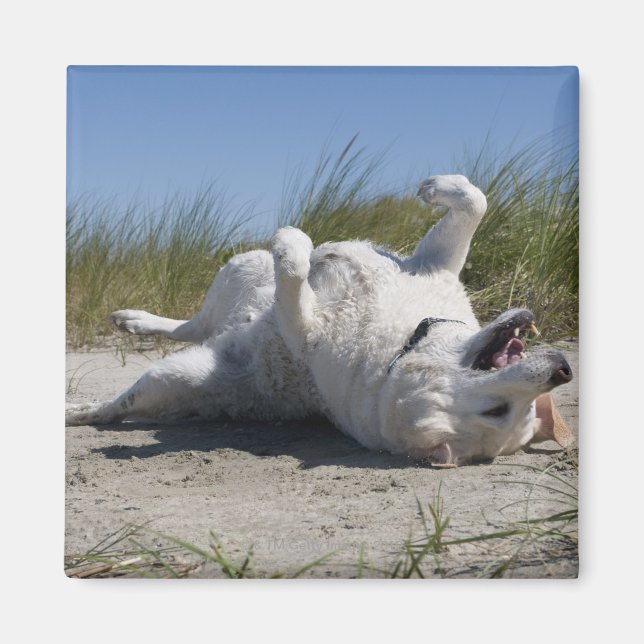 Yellow Labrador Retriever Magnet (Front)