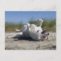 Yellow Labrador Retriever