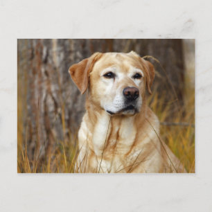 yellow labrador retriever postcard