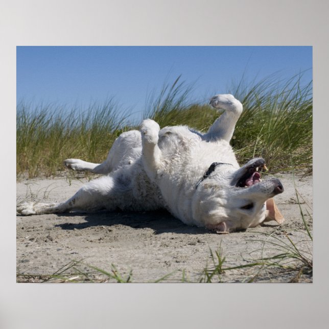 Yellow Labrador Retriever Poster (Front)