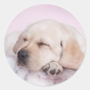 Yellow labrador retriever puppy classic round sticker