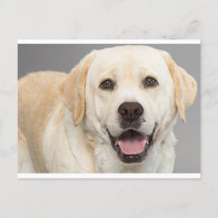 Yellow Labrador Retriever Puppy Dog Blank Postcard