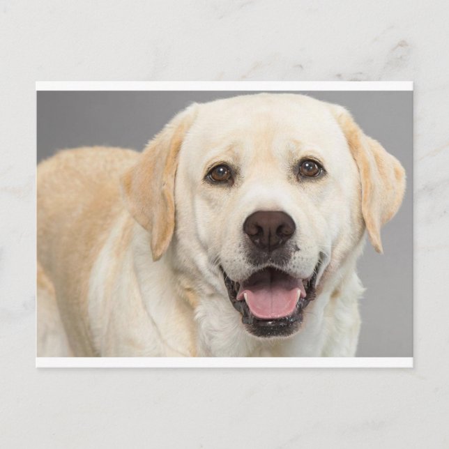 Yellow Labrador Retriever Puppy Dog Blank Postcard (Front)