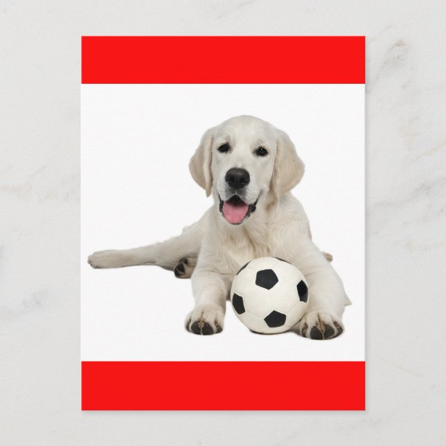Yellow Labrador Retriever Puppy Dog Postcard (Front)