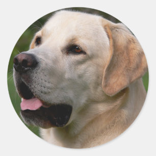 Yellow Labrador Retriever Puppy Dog Sticker / Seal