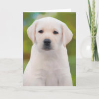 Yellow Labrador Retriever Puppy Greeting Cards