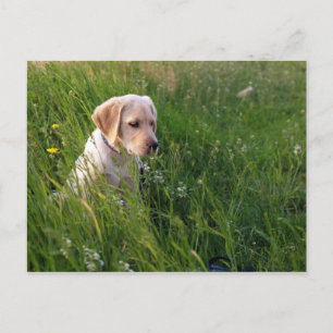 Yellow Labrador Retriever Puppy in Tall Grass Postcard