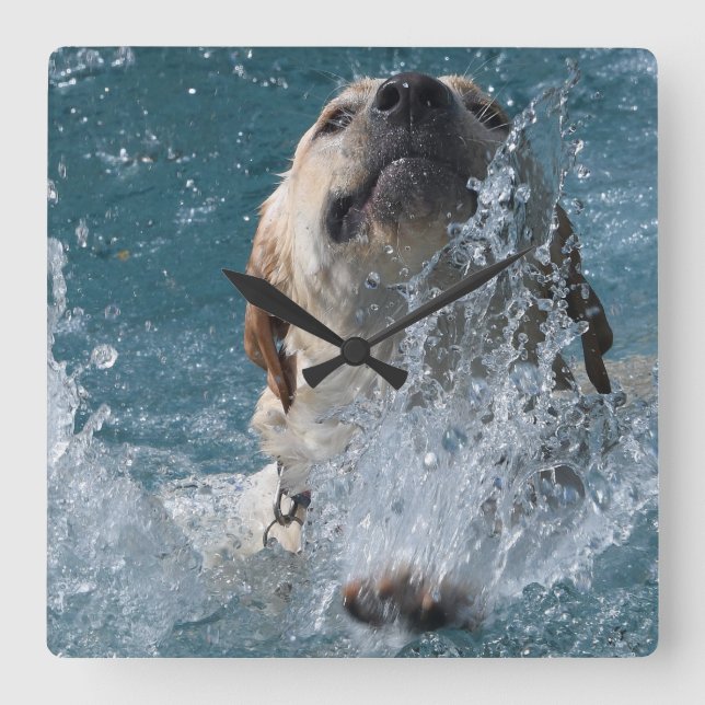 Yellow Labrador Retriever Water Dog Square Wall Clock (Front)