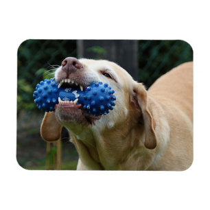 Yellow Labrador Retriever with Toy Magnet