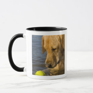 Yellow labrador with a tennis ball in the water mug