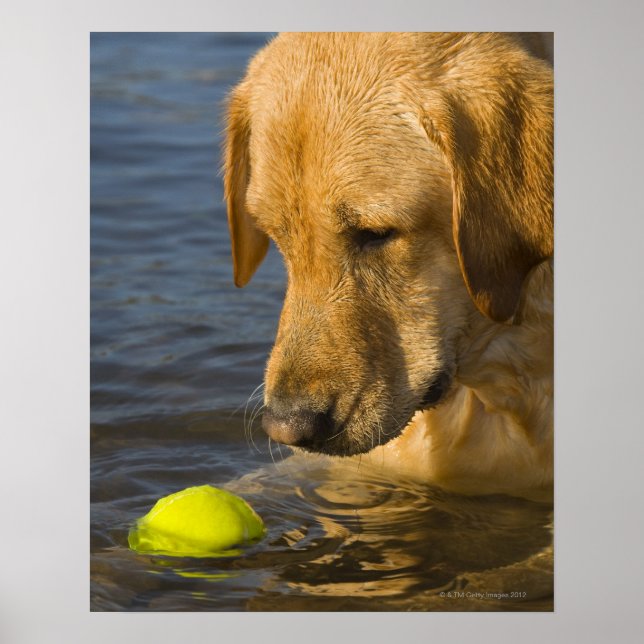 Yellow labrador with a tennis ball in the water poster (Front)