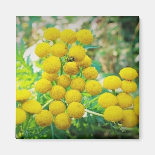 Yellow Lady Bug on Tansy Flowers Magnet (Front)