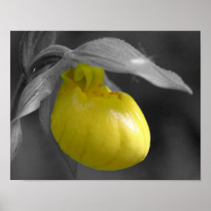 Yellow Lady Slipper Flower Black White Poster
