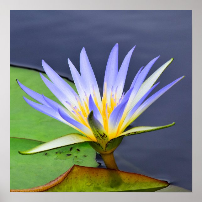 Yellow & Lavender Water Lily Poster Print (Front)