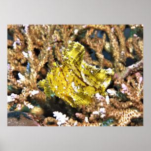 Yellow Leaf Scorpionfish Poster