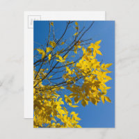 Yellow Leaves Ash Tree Fall Nature Photography