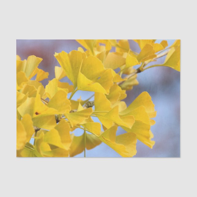 Yellow Leaves Ginkgo Tree Tissue Paper (Front)
