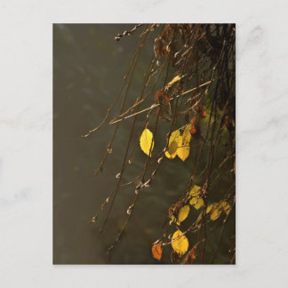 Yellow Leaves On A Misty Autumn Day Postcard