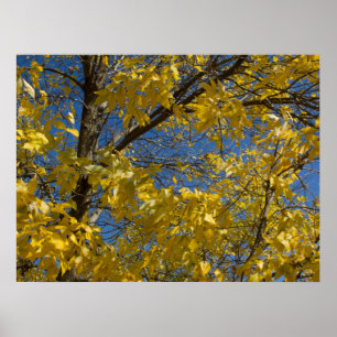 Yellow Leaves on Fall Ash Tree Photography Poster