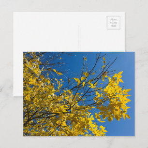 Yellow Leaves on Fall Ash Tree with Blue Sky Photo Postcard