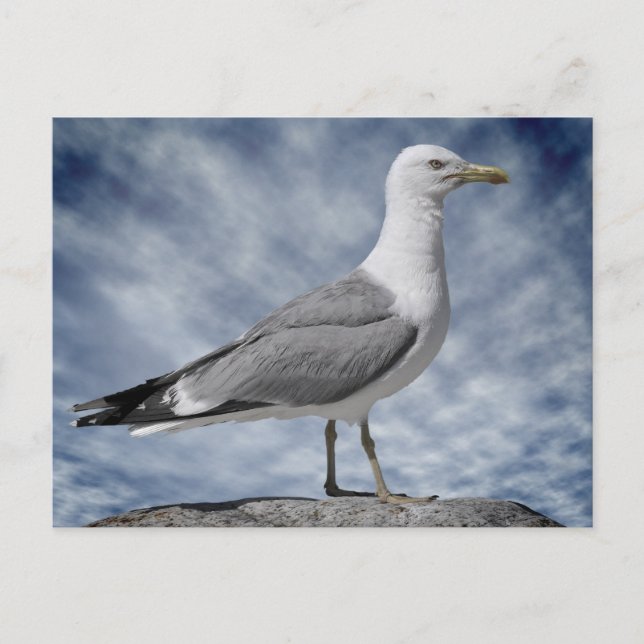 Yellow-legged Gull on rock Postcard (Front)