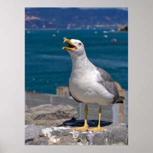 Yellow-legged Gull on rock Poster