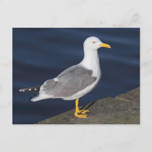 Yellow-Legged Gull Postcard (Front)