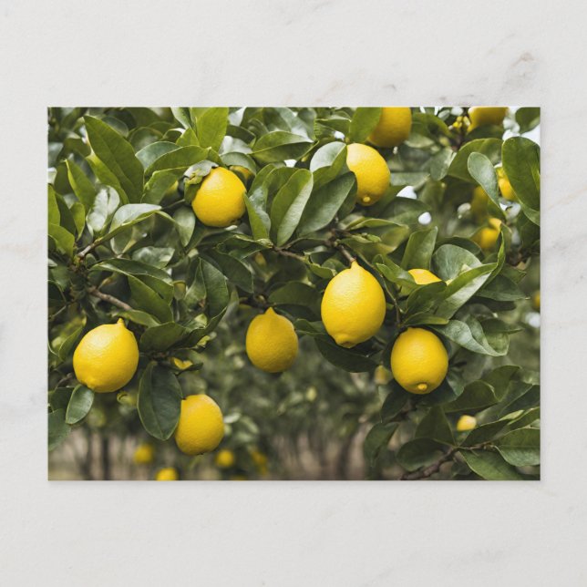 Yellow Lemons Growing on a Tree  Postcard (Front)