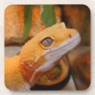 Yellow Leopard Gecko Coaster