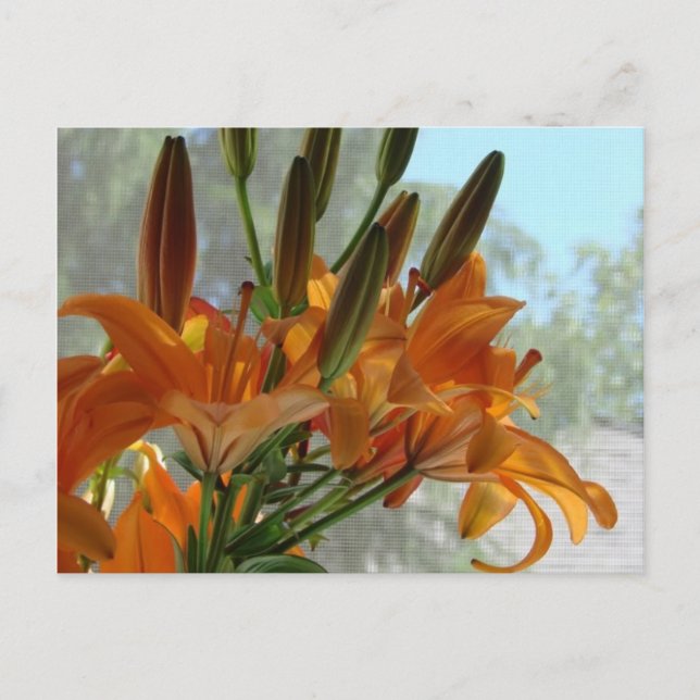 Yellow lilies postcard (Front)