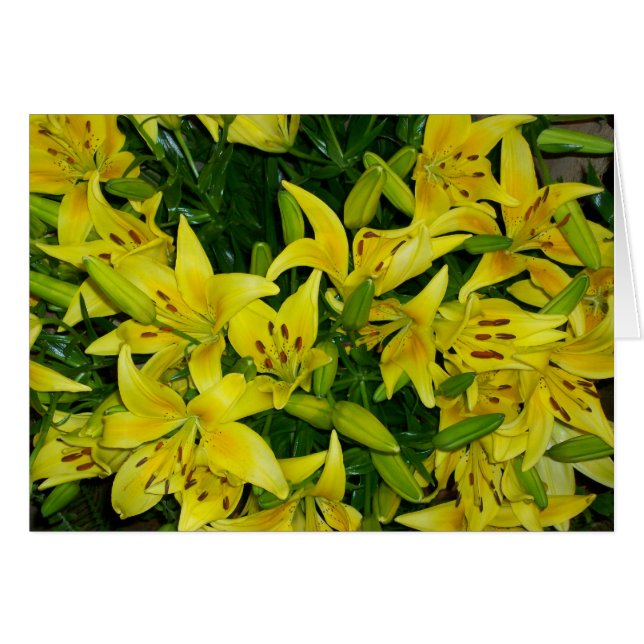 YELLOW LILLIES (Front Horizontal)