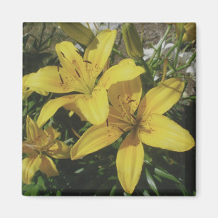 Yellow Lillies Magnet