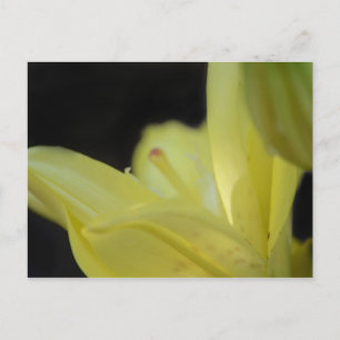 Yellow Lily by Shirley Taylor Postcard