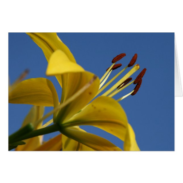 Yellow Lily Card (Front Horizontal)
