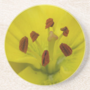 Yellow Lily Floral Coasters