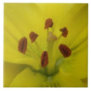 Yellow Lily Floral Tile