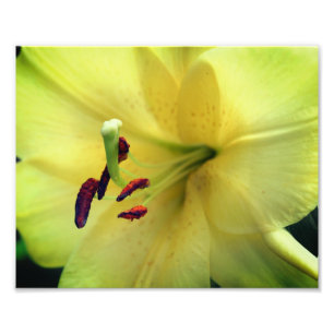 Yellow Lily Flower Up Close 8x10 Photo Print