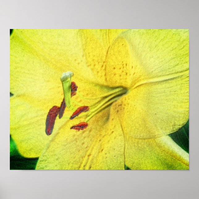 Yellow Lily Pencil Flower Art   Poster (Front)