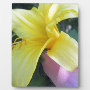 Yellow Lily Plaque