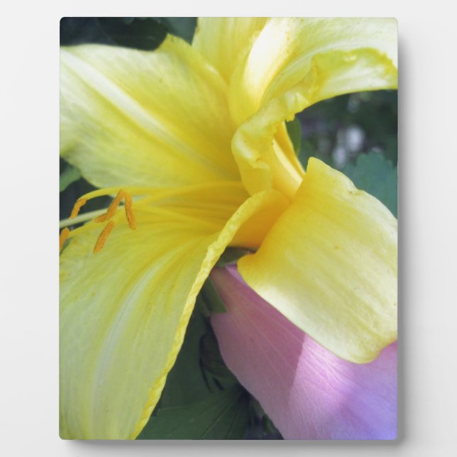 Yellow Lily Plaque (Front)