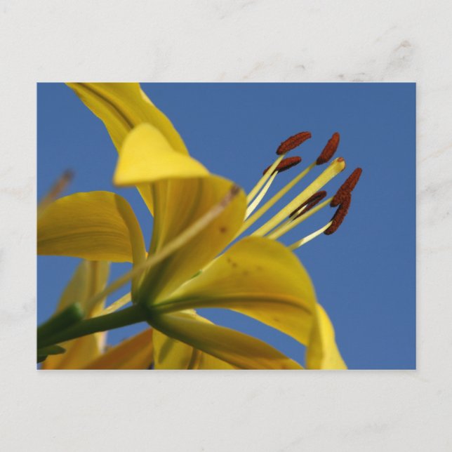 Yellow Lily Postcard (Front)