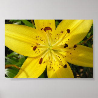 Yellow lily poster