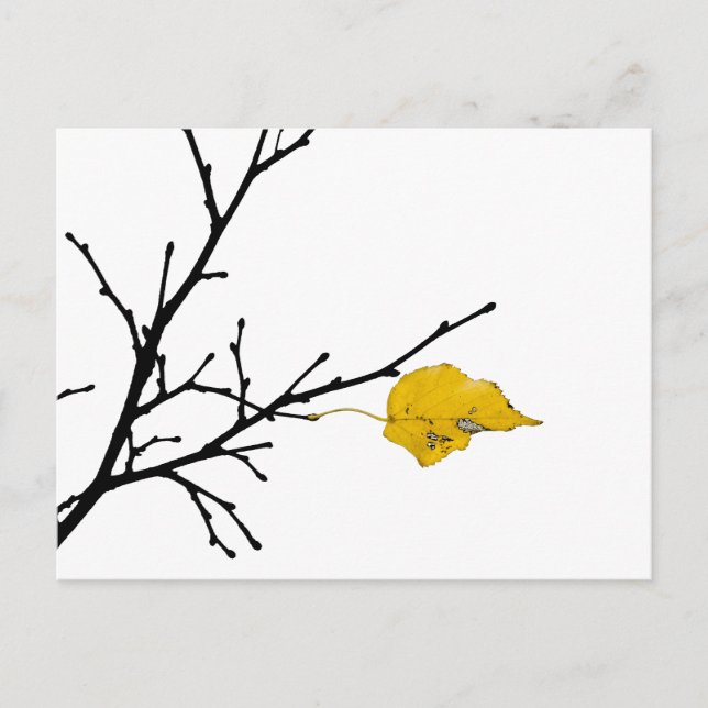 Yellow Lime Tree Leaf Postcard (Front)
