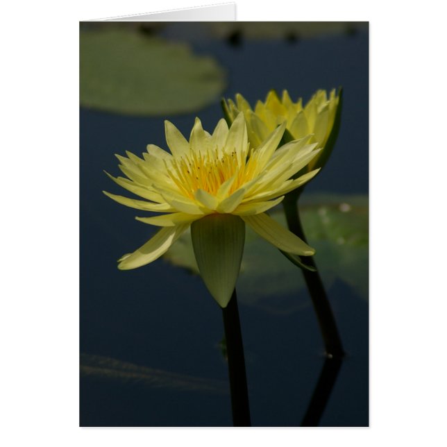 Yellow Lotus Waterlilies Card (Front)